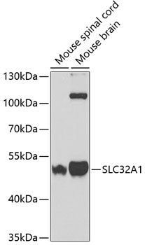 Western blot analysis of extracts of various cell lines using SLC32A1 Polyclonal Antibody at 1:400 dilution.