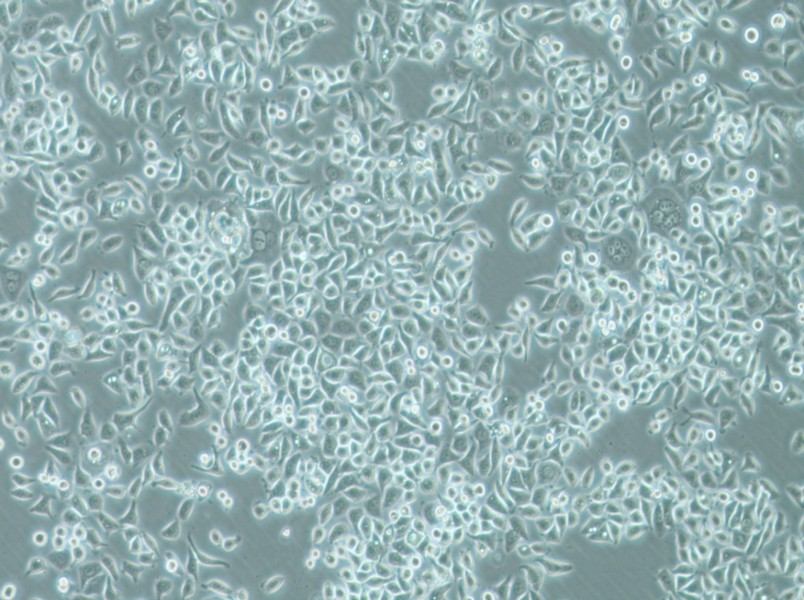 PC-9 Cell Complete Medium-searchlist-1