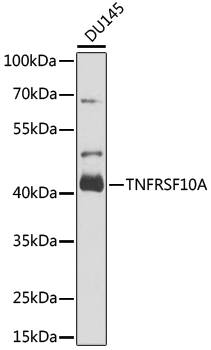 Western blot analysis of extracts of DU145 cells using TNFRSF10A Polyclonal Antibody at 1:1000 dilution.