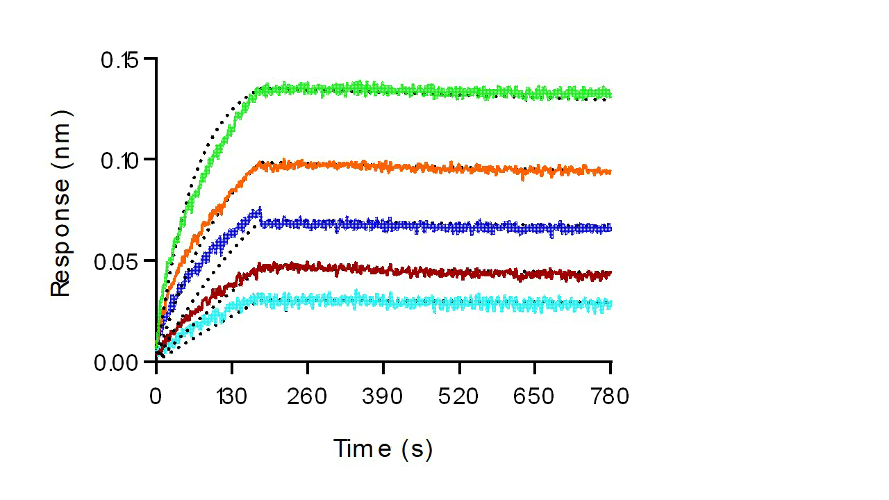 Recombinant Human HER2/ErbB2 Protein (His Tag) - small - 4