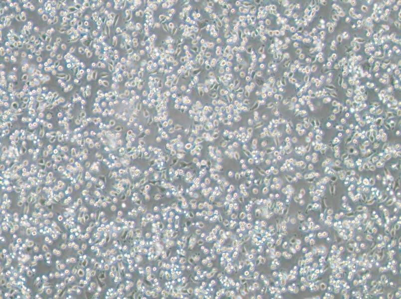 NCTC 1469 Cell Complete Medium-searchlist-1