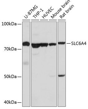 Western blot analysis of extracts of various cell lines using SLC6A4 Polyclonal Antibody at dilution of 1:1000.