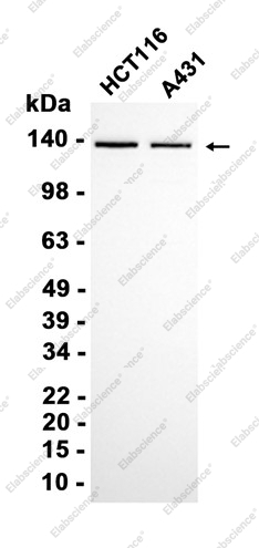 Recombinant PER2 Monoclonal Antibody - 1