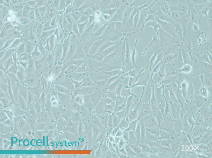 IPEC-J2 Cell Complete Medium - 6