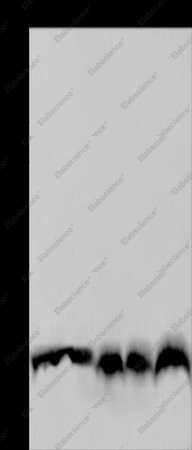 UBB Polyclonal Antibody - 1