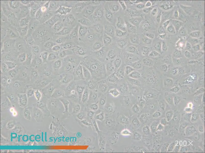 WB-F344 Cell Complete Medium - 4