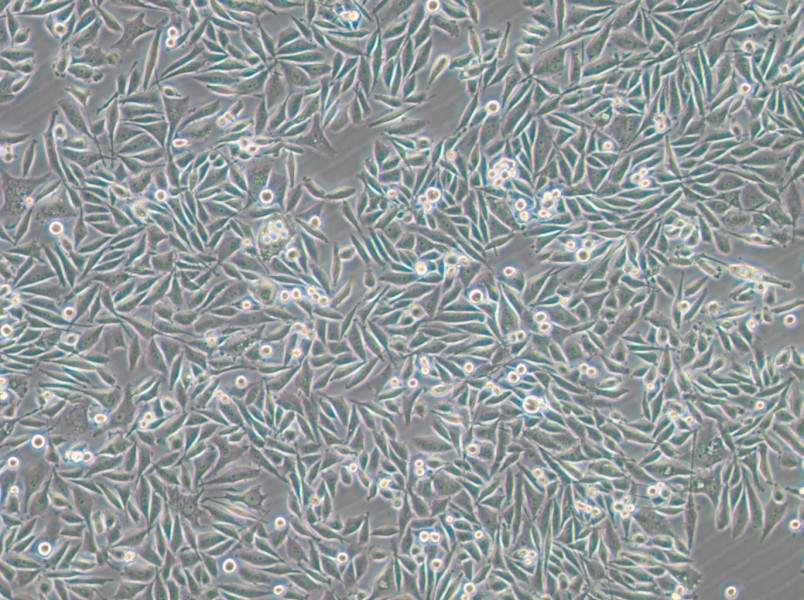 PC-3-GFP Cell Complete Medium - small - 5