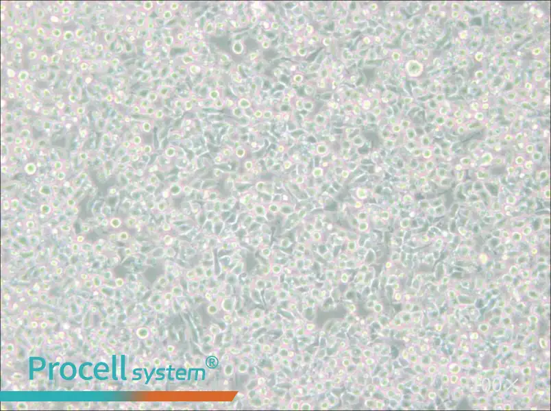 MM.1S Cell Complete Medium - 2