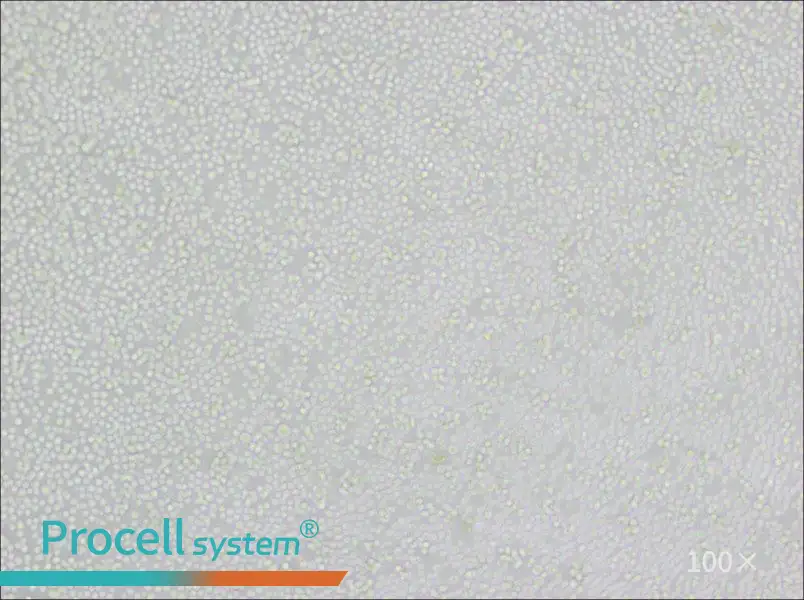 P388D1 Cell Complete MediumP388D1 Cell Complete Medium - 3