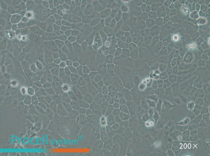 A-253 Cell Complete Medium - 5