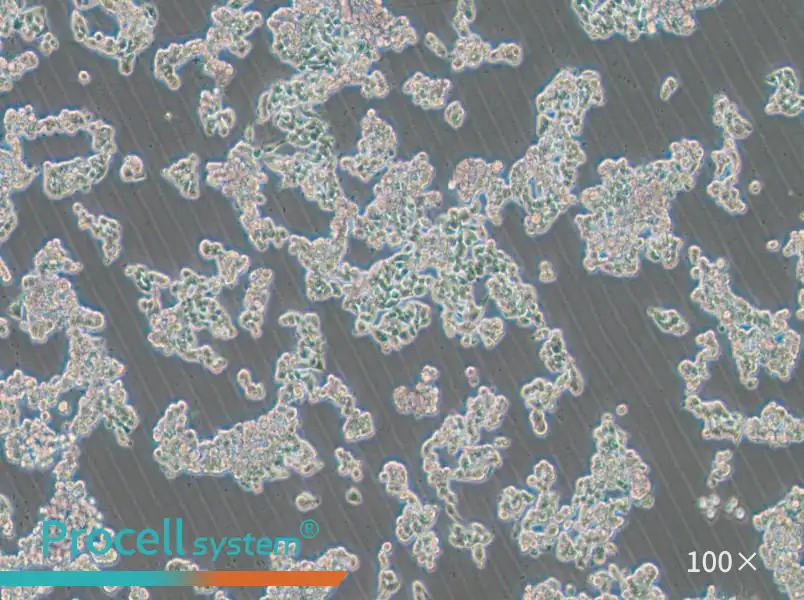HCC1187 Cell Complete MediumHCC1187 Cell Complete Medium - 3