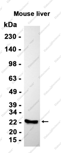 Recombinant GST3 Monoclonal Antibody - 2