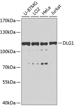 Western blot analysis of extracts of various cell lines using DLG1 Polyclonal Antibody at 1:1000 dilution.