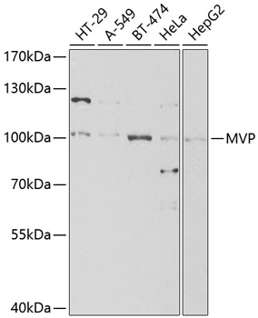 Western blot analysis of extracts of various cell lines using MVP Polyclonal Antibody at 1:1000 dilution.