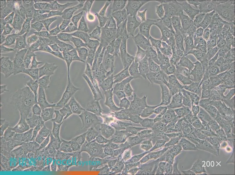 C127 [C-127]（小鼠乳腺肿瘤细胞）-细胞系-武汉普诺赛生命科技有限公司