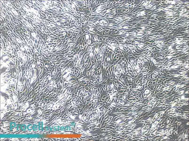 YUMM1.1 Cell Complete MediumYUMM1.1 Cell Complete Medium - 2