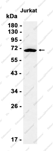Recombinant WDR1 Monoclonal Antibody - 1