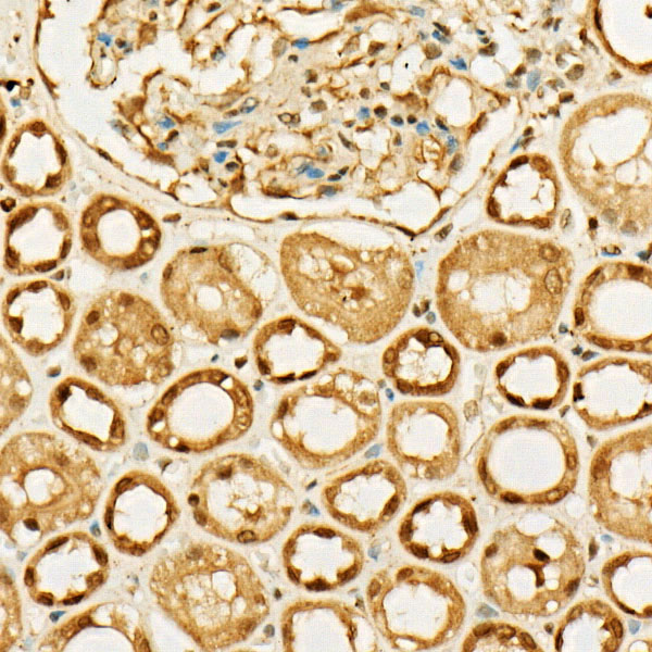 Immunohistochemistry of paraffin-embedded human kidney using MGEA5 Polyclonal Antibody at dilution of 1:50 (40x lens).Perform high pressure antigen retrieval with 10 mM citrate buffer pH 6.0 before commencing with IHC staining protocol.