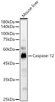 Western blot analysis of Mouse liver using Caspase-12 Polyclonal Antibody at 1:500 dilution.