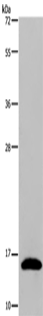 Western Blot analysis of Mouse pancreas tissue using REG3G Polyclonal Antibody at dilution of 1:400