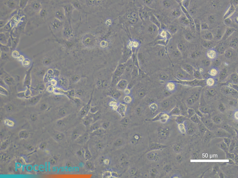 COS-7 - 5