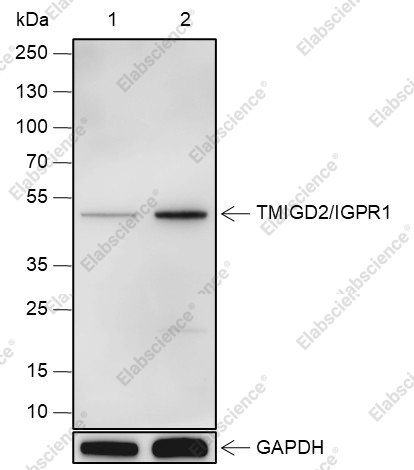 Recombinant TMIGD2/IGPR1 Monoclonal Antibody - 1