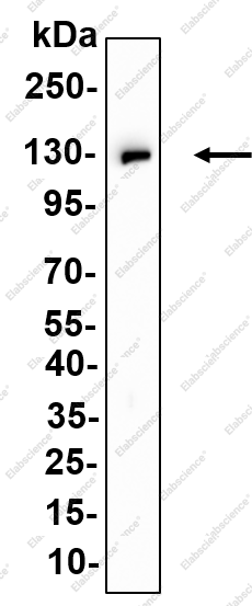 Recombinant MAP3K14 Monoclonal Antibody - 1