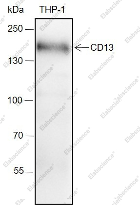 Recombinant CD13 Monoclonal Antibody - 1