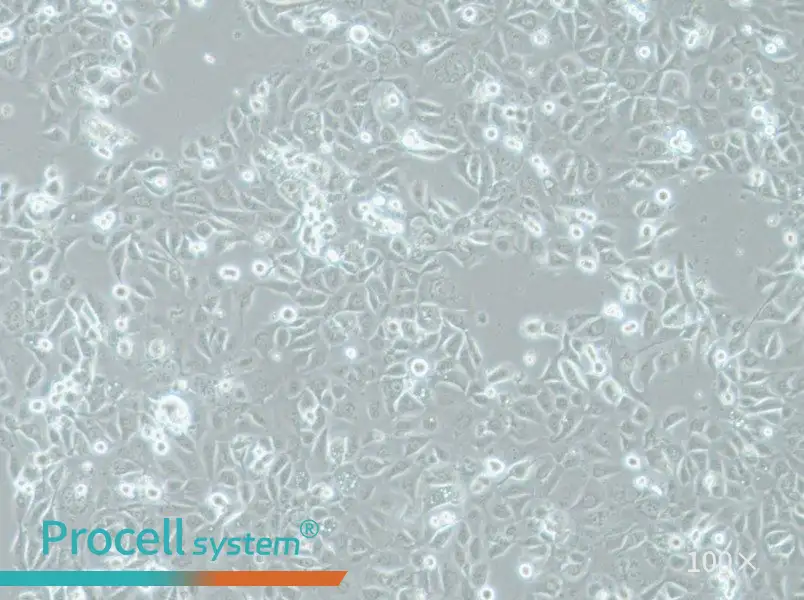 COLO-680N Cell Complete Medium - 1