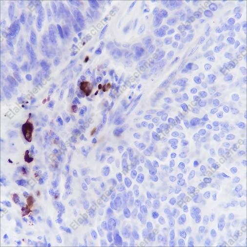 Recombinant IGJ Monoclonal Antibody - 1