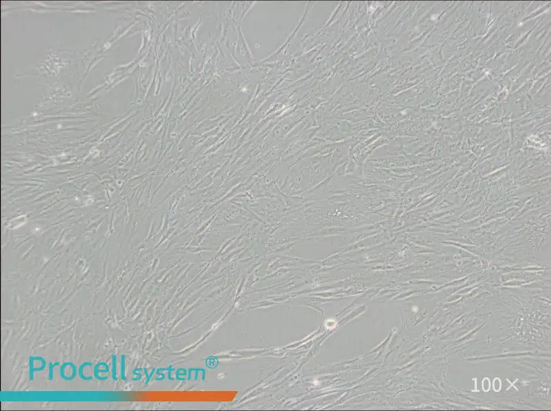 CCD-1095Sk Cell Complete MediumCCD-1095Sk Cell Complete Medium - 3