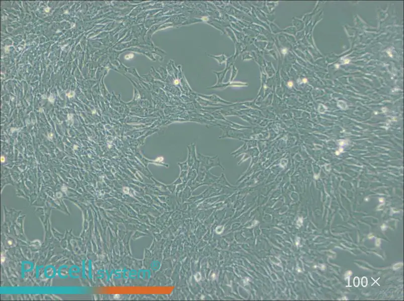 C2C12 Cell Complete Medium - 2