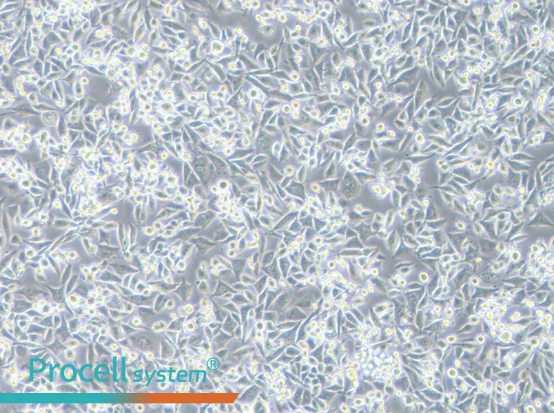 Calu-6 Cell Complete MediumCalu-6 Cell Complete Medium - 2