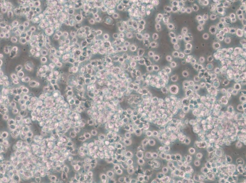 CTLL-2 Cell Complete Medium - small - 5