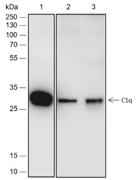 Recombinant C1q Monoclonal Antibody-searchlist-1