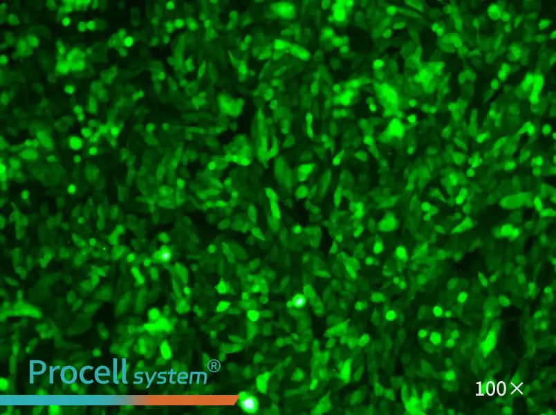 CHO-K1-GFP Cell Complete Medium - 3