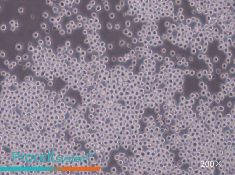 Sp2/0-Ag14[SP2/0] Cell Complete Medium - small - 5