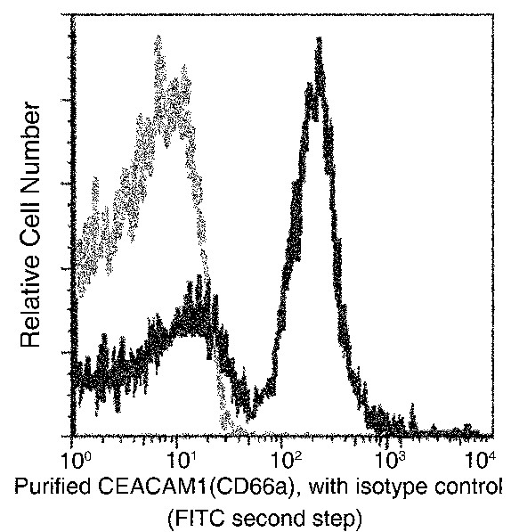 Recombinant CEACAM1/CD66a Monoclonal Antibody - small - 2