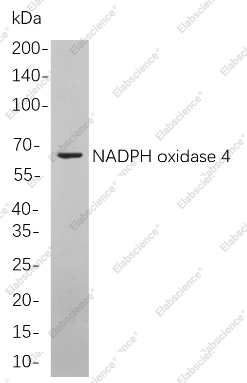 Recombinant NADPH oxidase 4 Monoclonal Antibody - 1