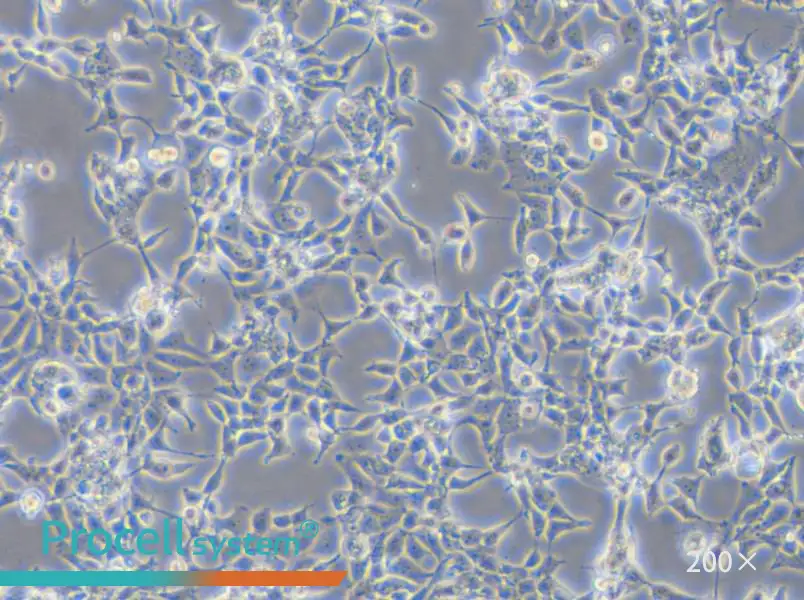 D283 Med Cell Complete Medium - small - 5