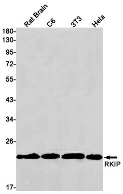 Western blot detection of RKIP in Rat Brain,C6,3T3,Hela cell lysates using RKIP Rabbit mAb(1:1000 diluted).Predicted band size:40kDa.Observed band size:40kDa.