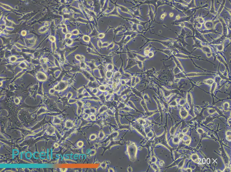 K7M2 wt [K7M2-WT] Cell Complete Medium - 4