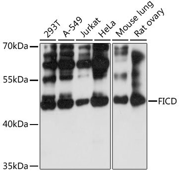 Western blot analysis of extracts of various cell lines using FICD Polyclonal Antibody at 1:3000 dilution.