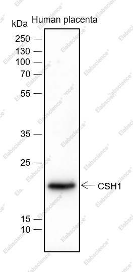 Recombinant Placental Lactogen Monoclonal Antibody - 1