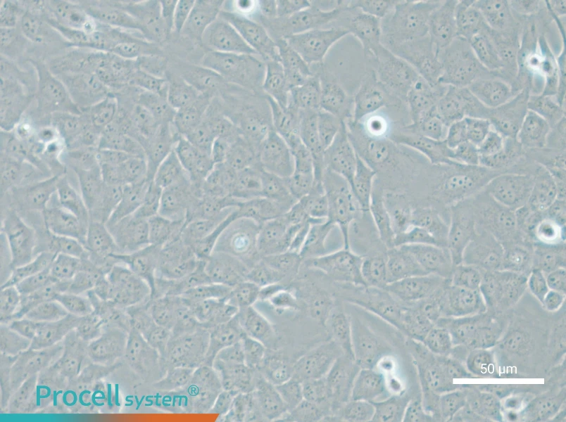 AC16 Cell Complete Medium - small - 6