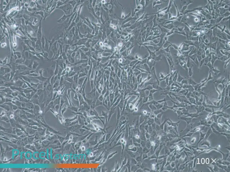 WPMY-1 Cell Complete Medium - 1
