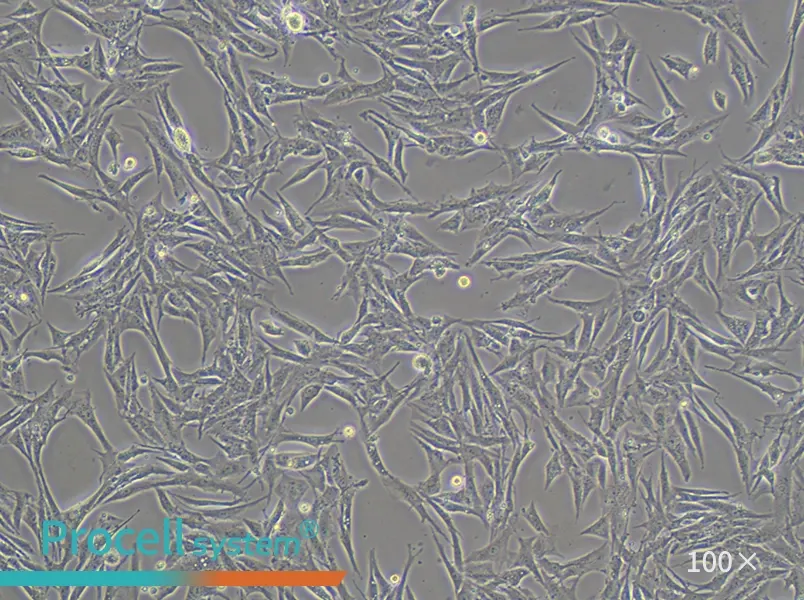 BHK-21 [C-13] Cell Complete Medium - 3