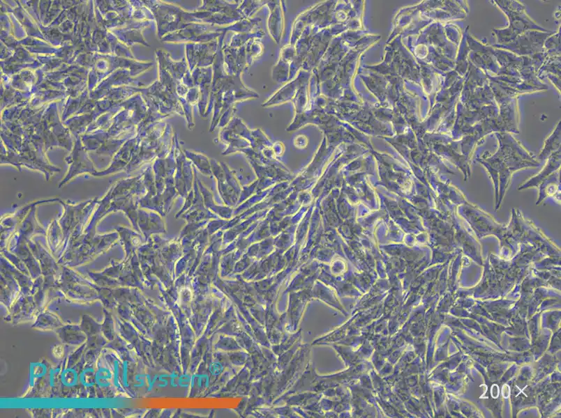 TT Cell Complete Medium - 5