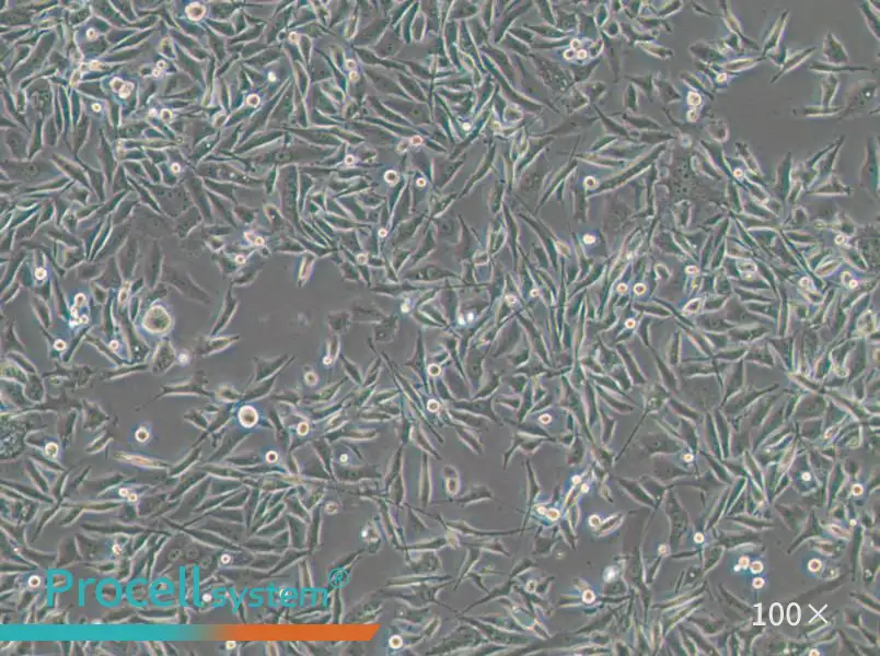 PC-3-LUC-EGFP Cell Complete Medium - small - 4