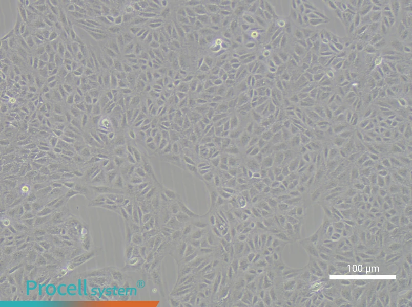 CV-1 Cell Complete Medium - 3